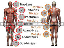 Présentation des muscles du corps humain